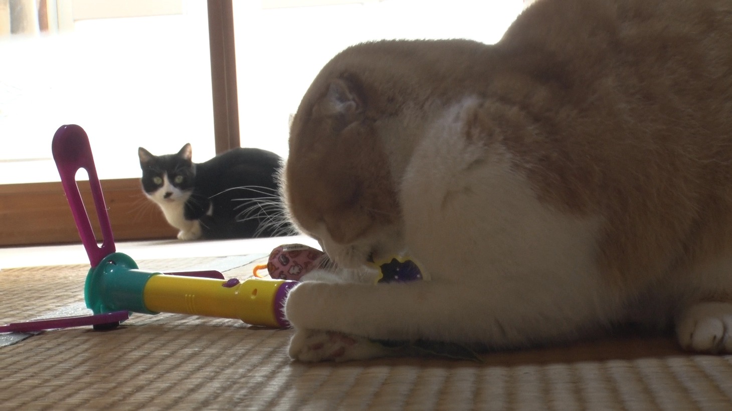 「ねこあつめの家」新写真