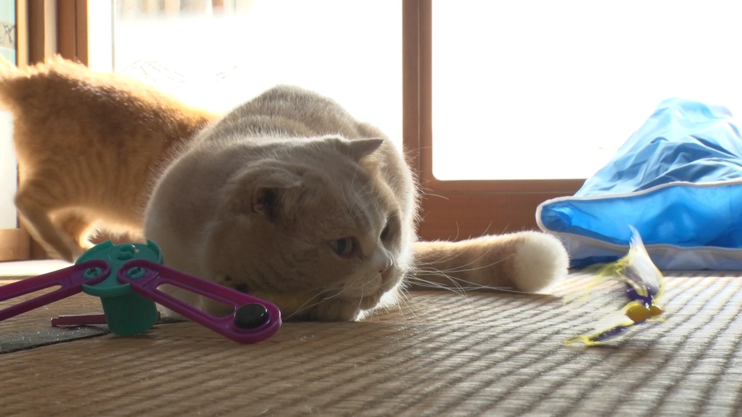 「ねこあつめの家」新写真
