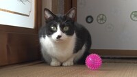 「ねこあつめの家」新写真