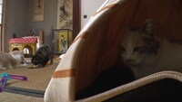 「ねこあつめの家」新写真