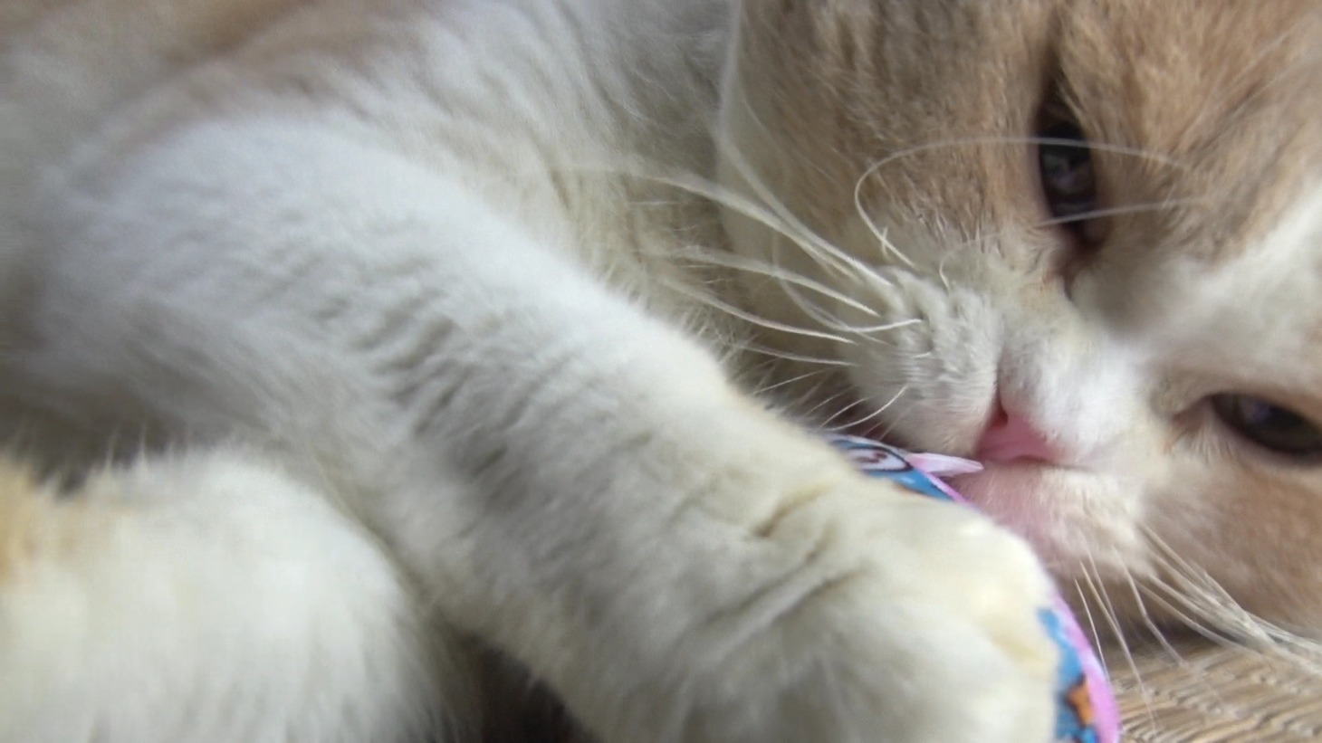 「ねこあつめの家」新写真