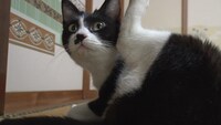 「ねこあつめの家」新写真