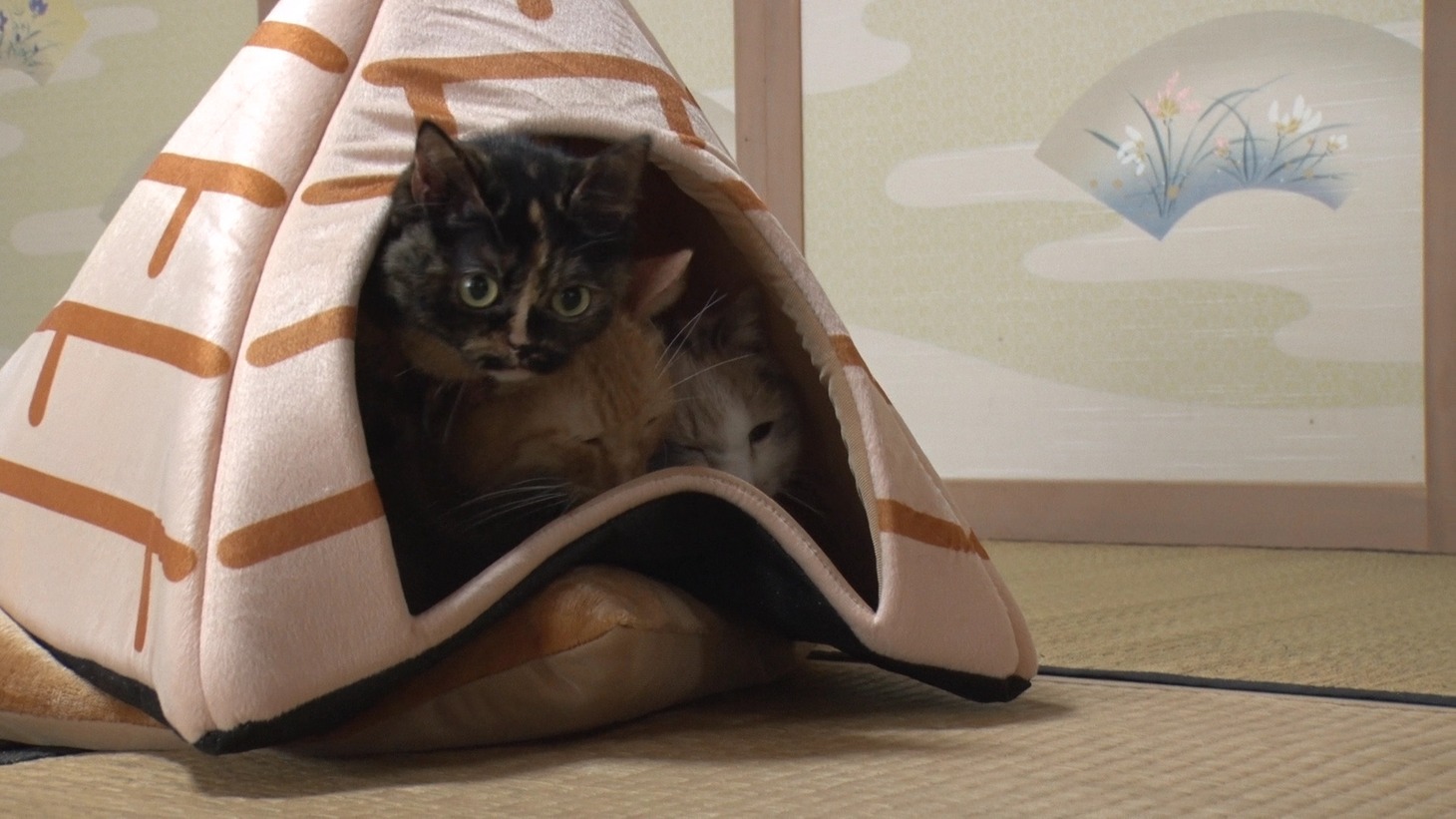 「ねこあつめの家」新写真