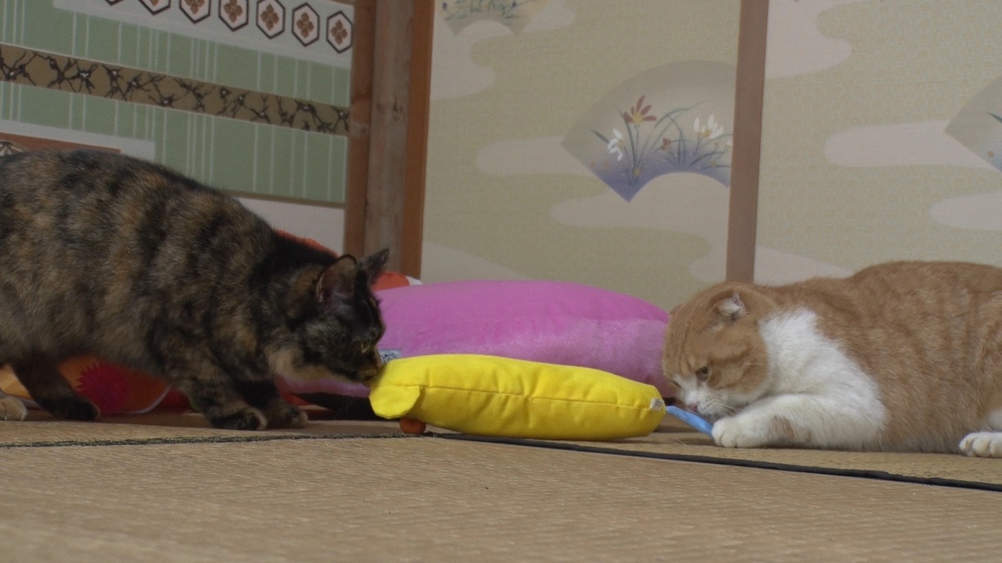 「ねこあつめの家」新写真