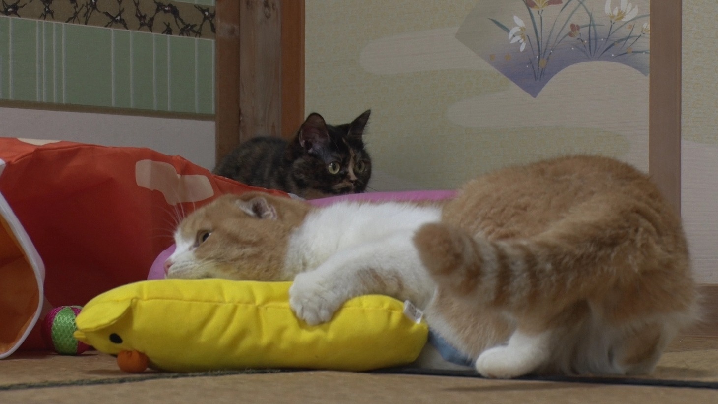 「ねこあつめの家」新写真