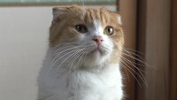 「ねこあつめの家」新写真