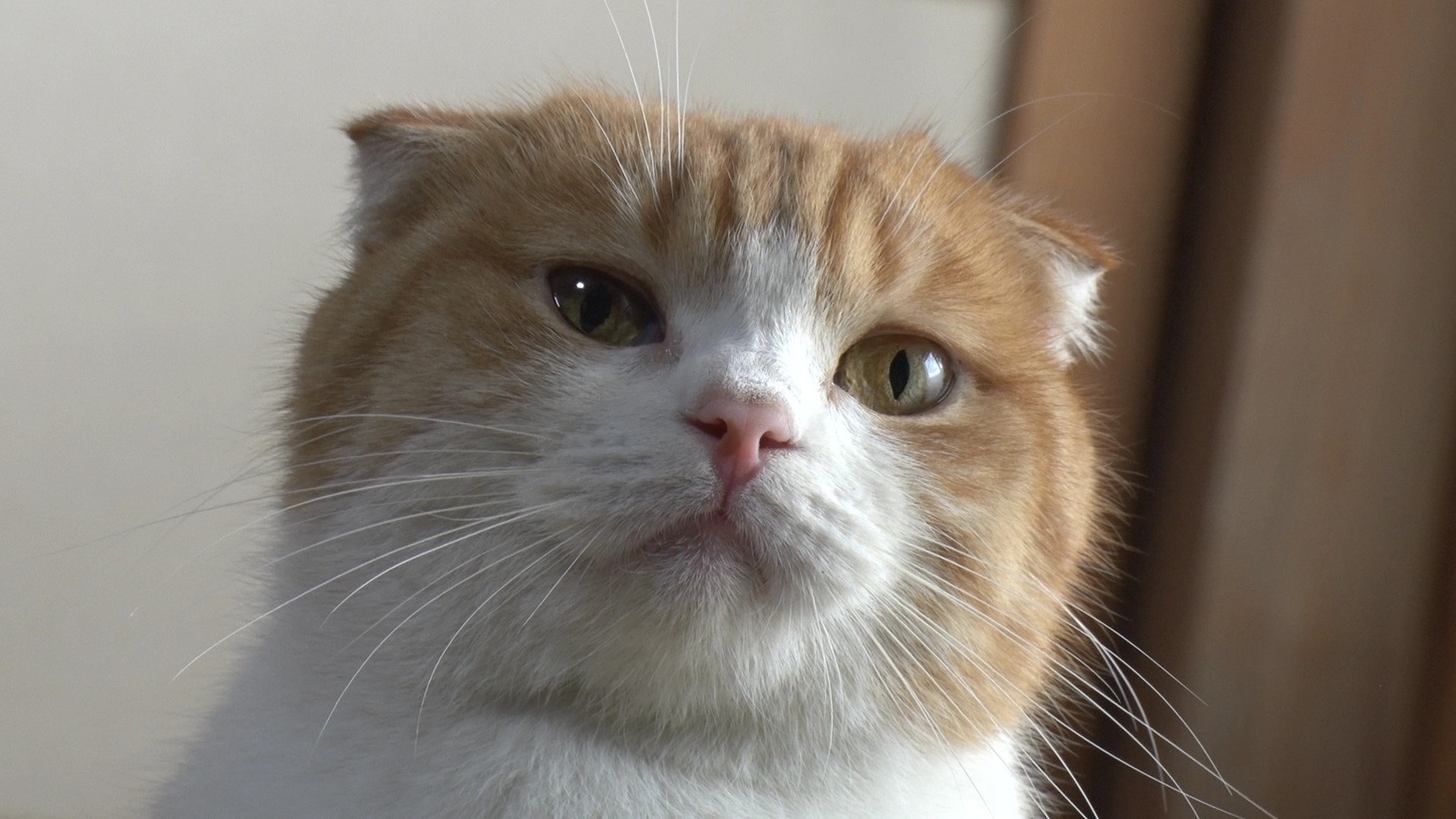 「ねこあつめの家」新写真