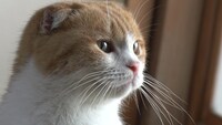 「ねこあつめの家」新写真