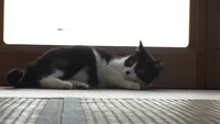 「ねこあつめの家」新写真