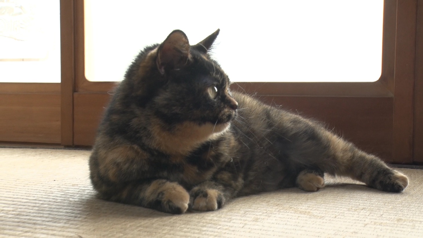 「ねこあつめの家」新写真