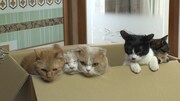「ねこあつめの家」新写真