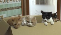 「ねこあつめの家」新写真