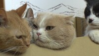 「ねこあつめの家」新写真