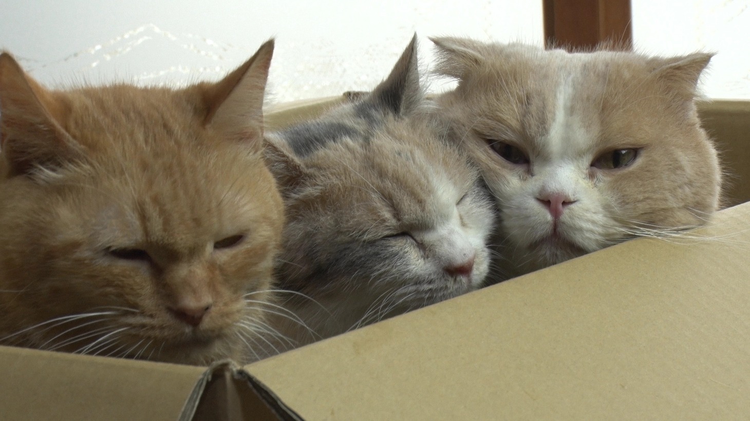 「ねこあつめの家」新写真