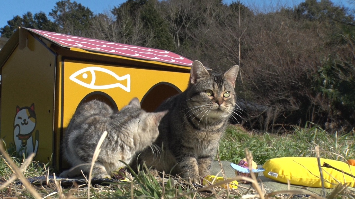 「ねこあつめの家」新写真
