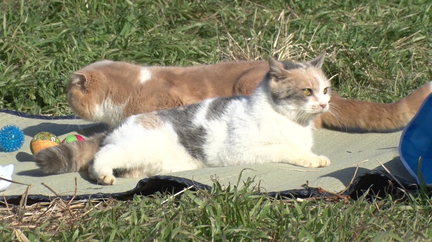 「ねこあつめの家」新写真