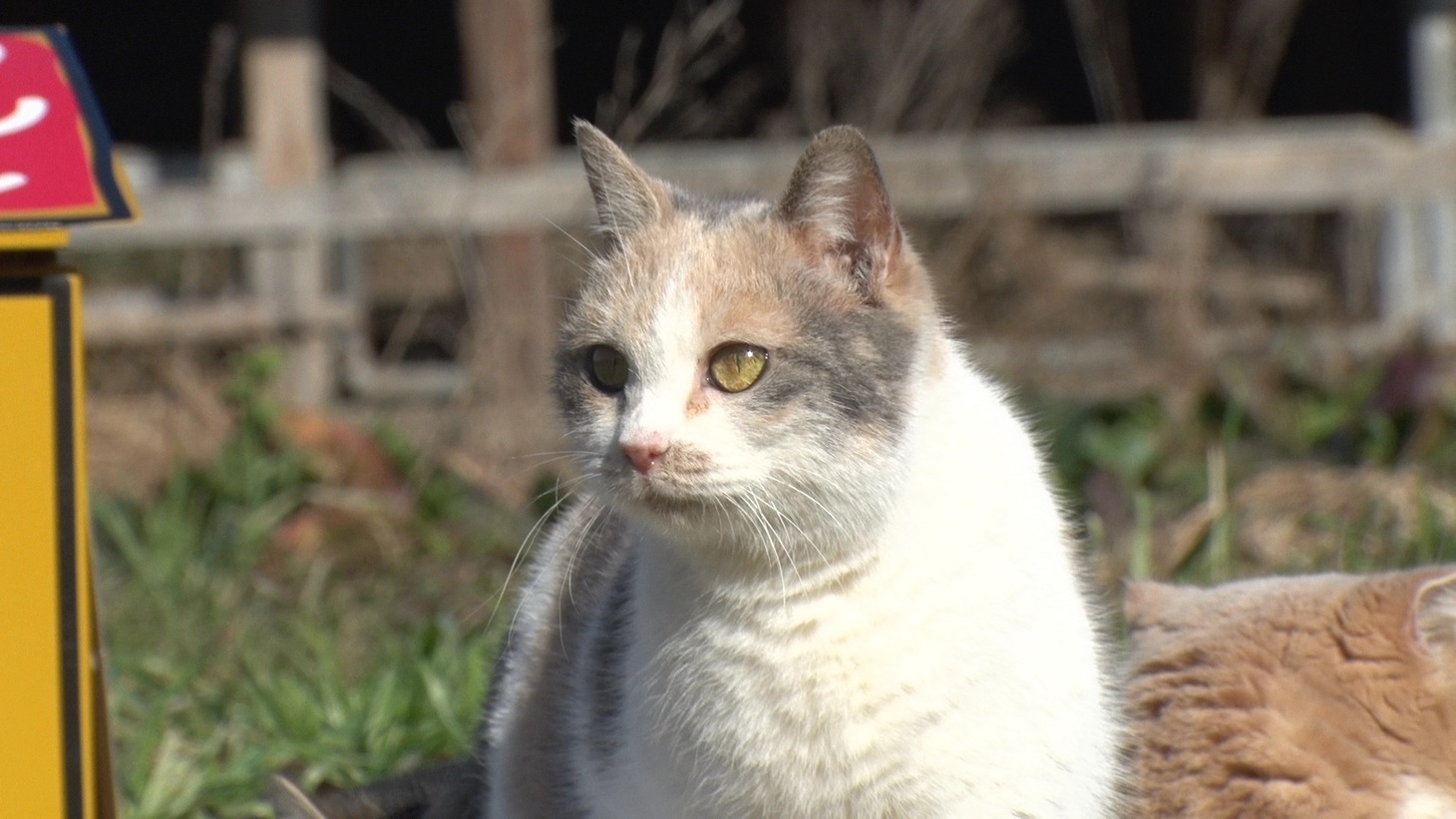 「ねこあつめの家」新写真