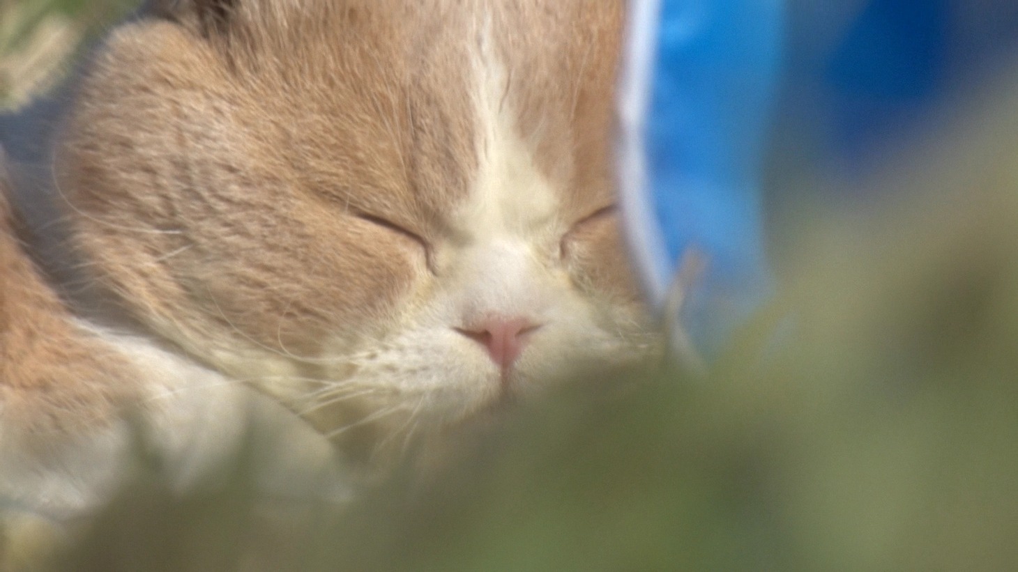 「ねこあつめの家」新写真
