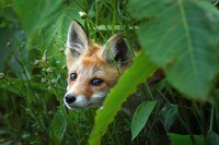 「生きとし生けるもの」