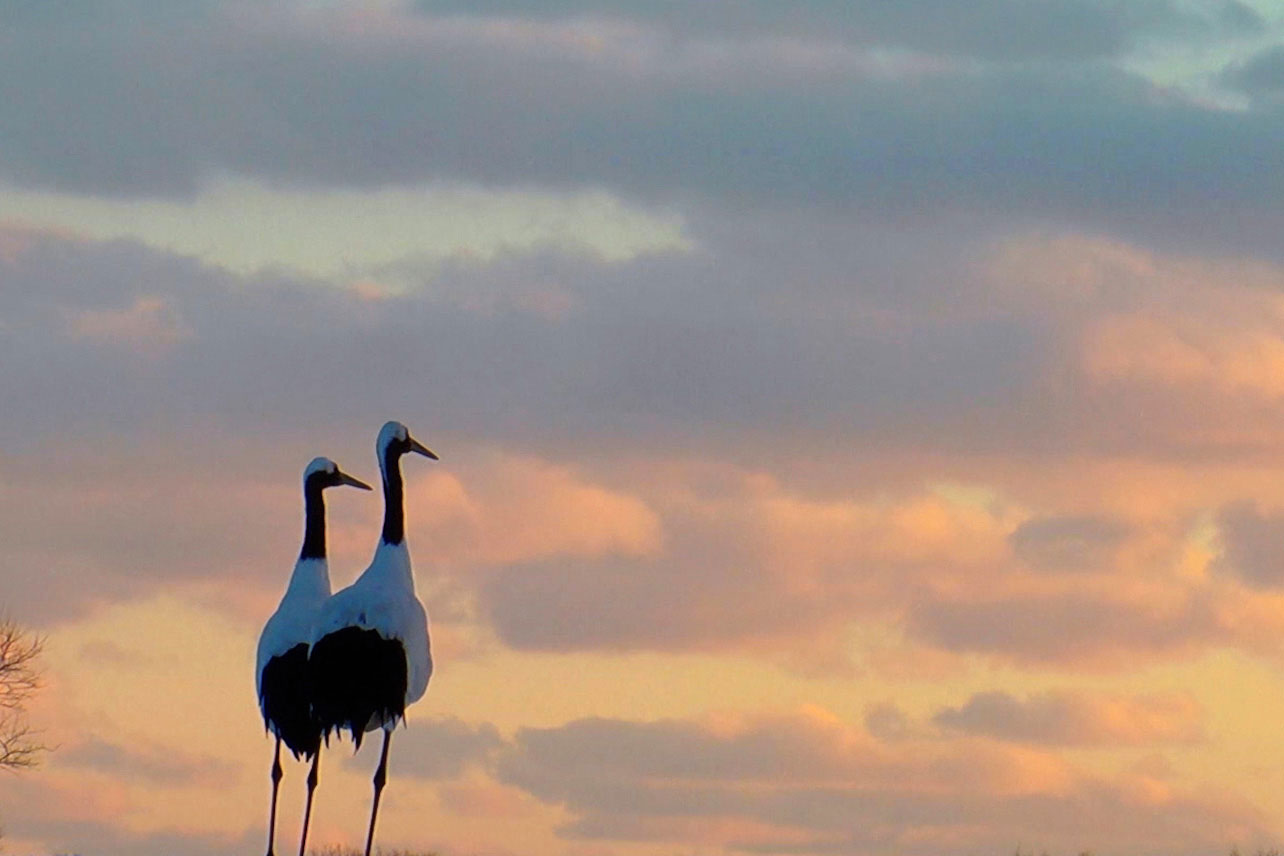「生きとし生けるもの」