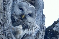 「生きとし生けるもの」