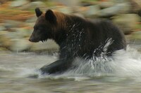 「生きとし生けるもの」
