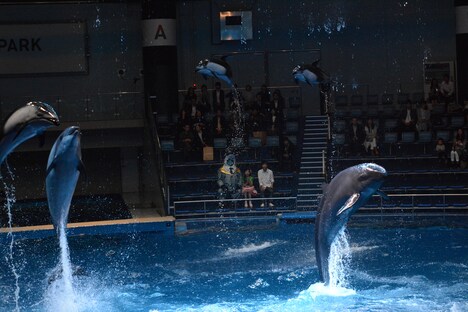 斉藤和義の「歌うたいのバラッド」に合わせてジャンプするイルカたち。