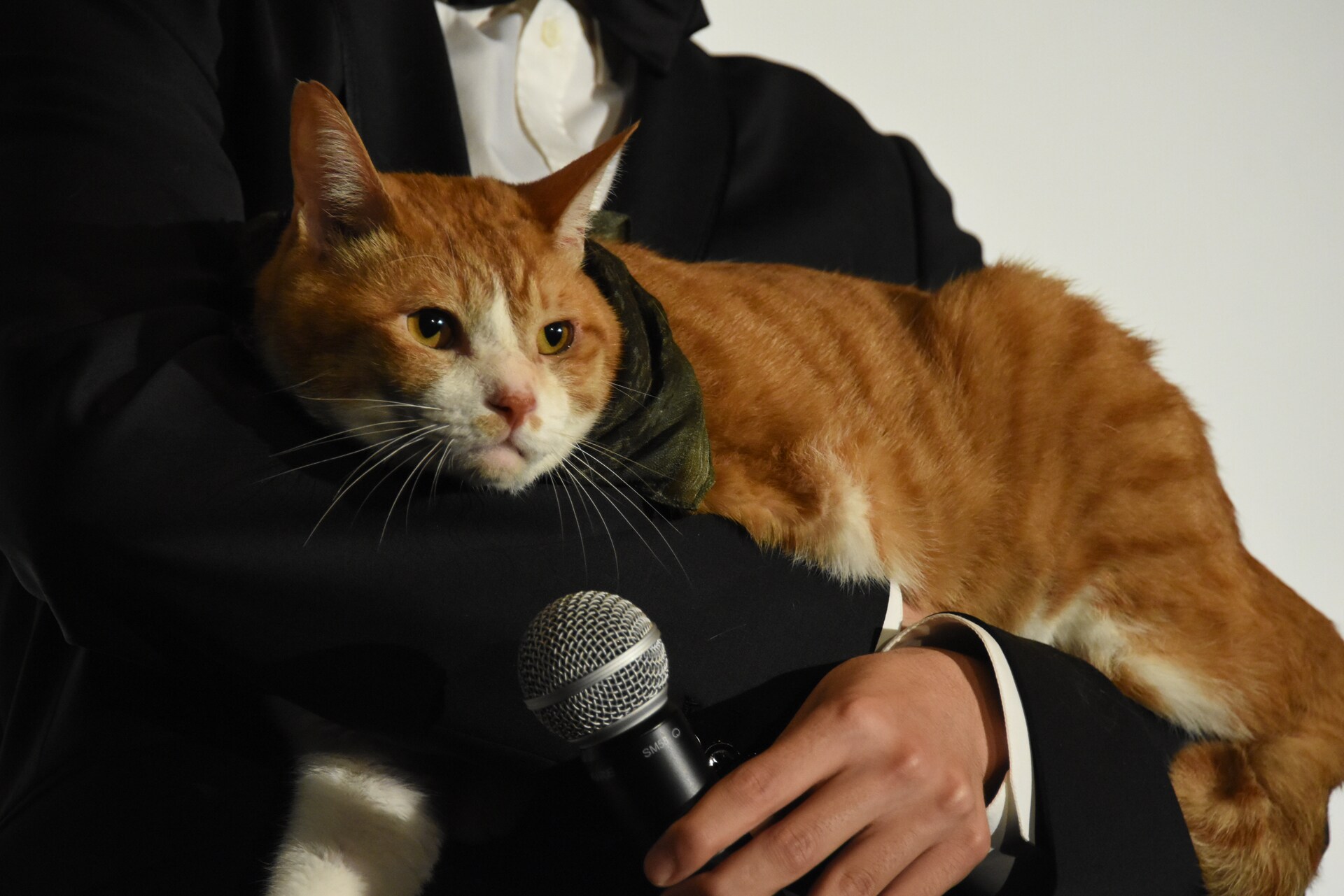 猫忍」完成披露、大野拓朗が変化の術で「金時の飼い主さんになりたい
