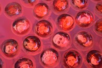 縁日コーナー内スーパーボールすくいの、キャラクターイラストがデザインされたスーパーボール。