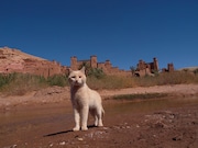 「劇場版 岩合光昭の世界ネコ歩き コトラ家族と世界のいいコたち」