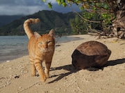 「劇場版 岩合光昭の世界ネコ歩き コトラ家族と世界のいいコたち」