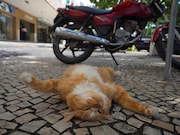 「劇場版 岩合光昭の世界ネコ歩き コトラ家族と世界のいいコたち」