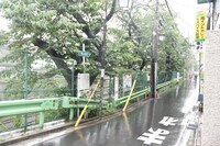 モノクロ映像内でのんが歩いていた桜山通り。