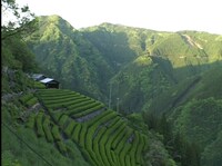 「天竜区奥領家大沢 別所製茶工場」