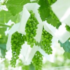 ワイン造りに人生を懸けた若者たちの実話描く「ウスケボーイズ」撮影開始