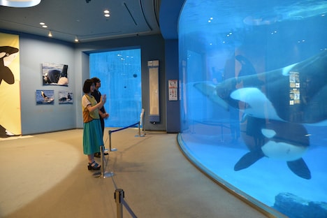 シャチと交流する浜辺美波（手前）、北村匠海（奥）。