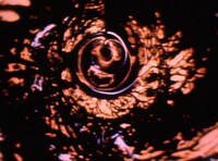 「エニグマ＝謎」 (c)Toshio Matsumoto