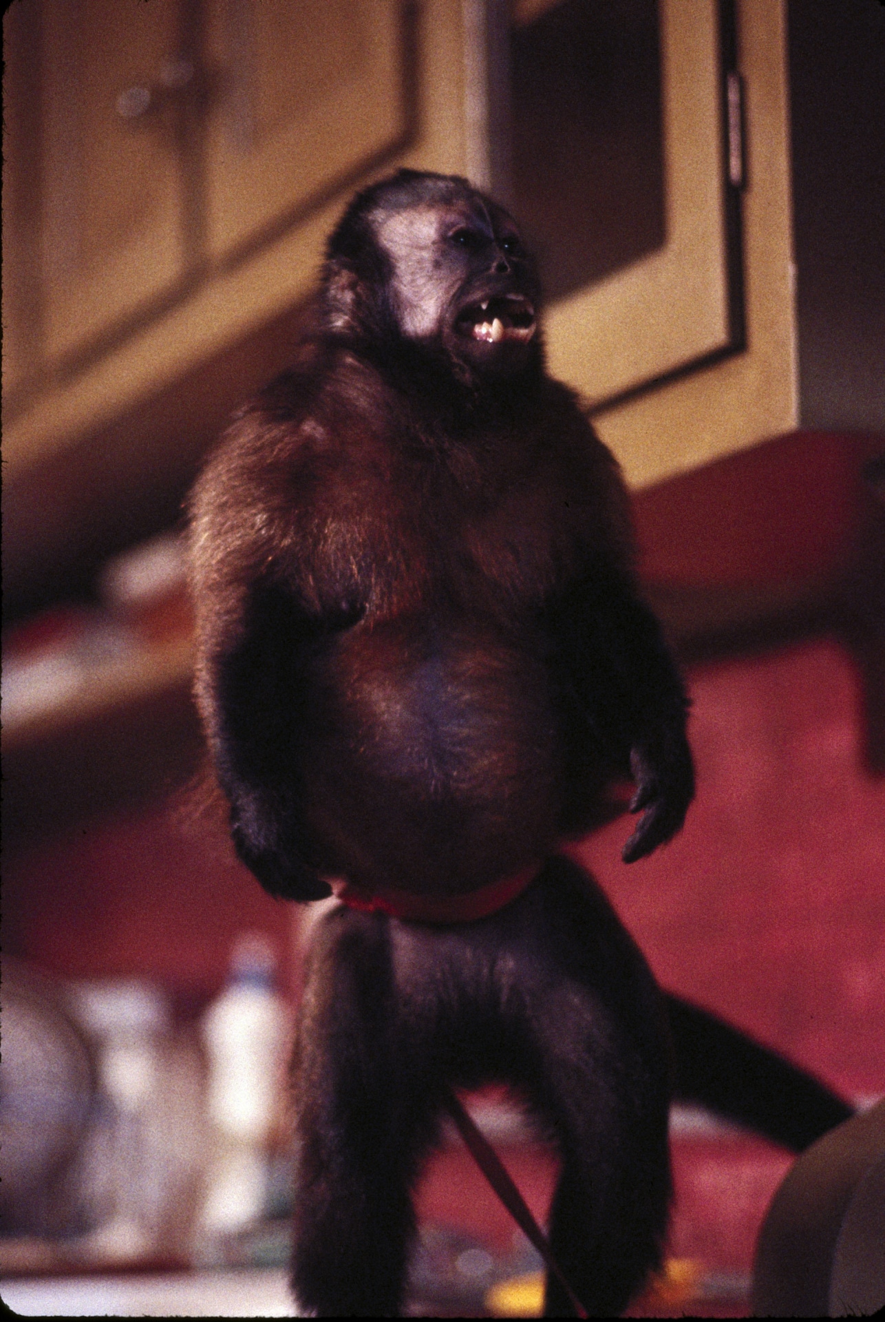 「モンキー・シャイン」 (c)1988 Orion Pictures Corporation. All Rights Reserved.