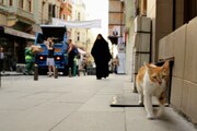 「猫が教えてくれたこと」
