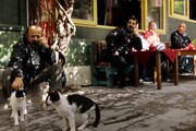 「猫が教えてくれたこと」