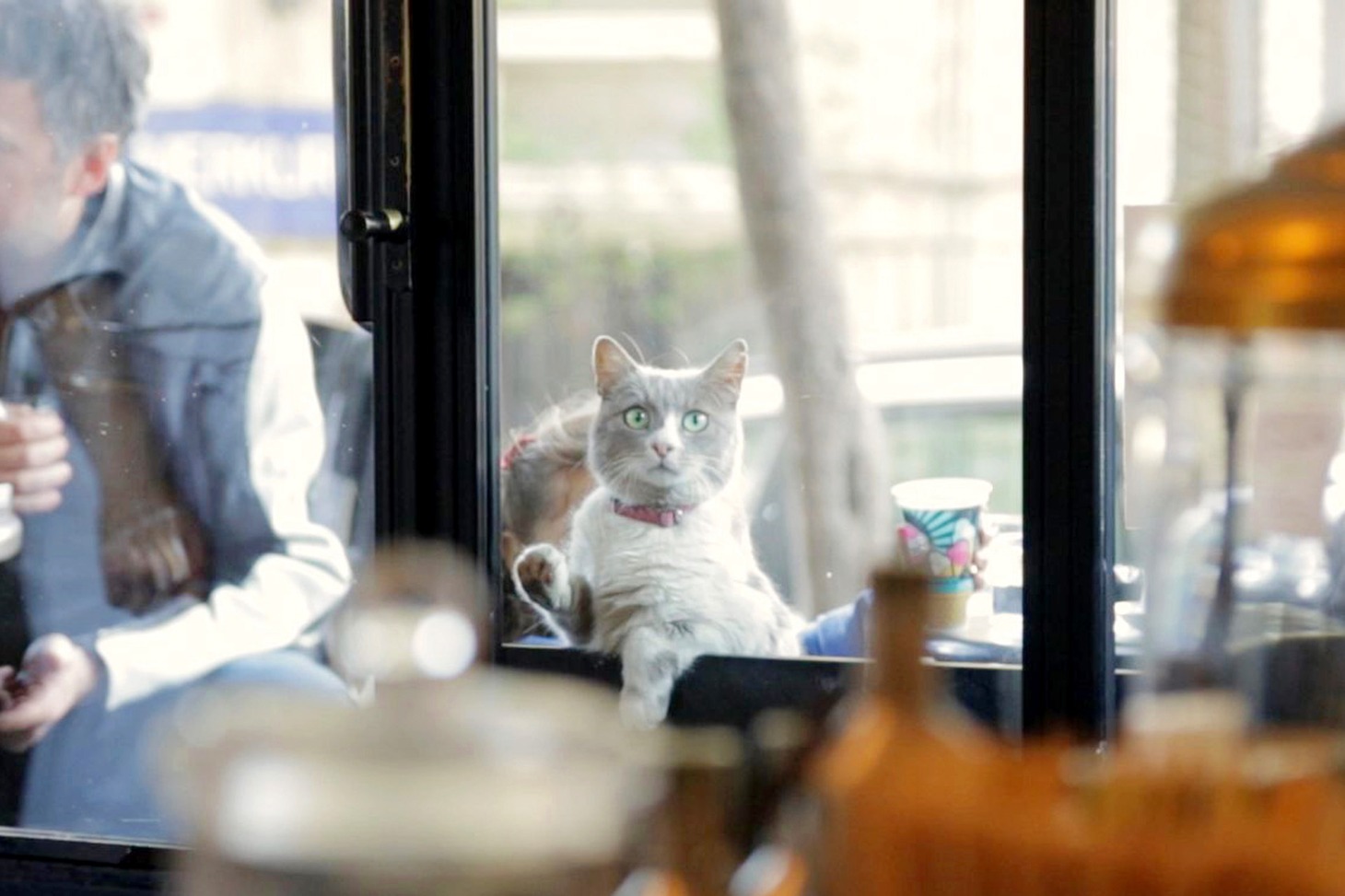 「猫が教えてくれたこと」