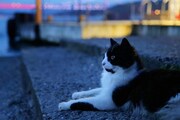 「猫が教えてくれたこと」