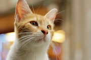 「猫が教えてくれたこと」