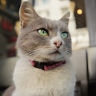 イスタンブールで暮らす7匹の猫捉えたドキュメンタリーが11月公開