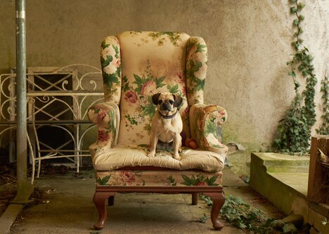 「ブルーム・オブ・イエスタディ」