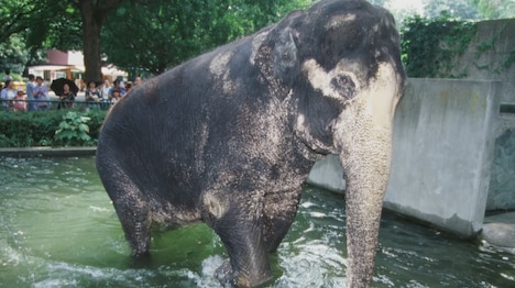 「奇跡のゾウ ゾウのはな子が星になった（仮題）」