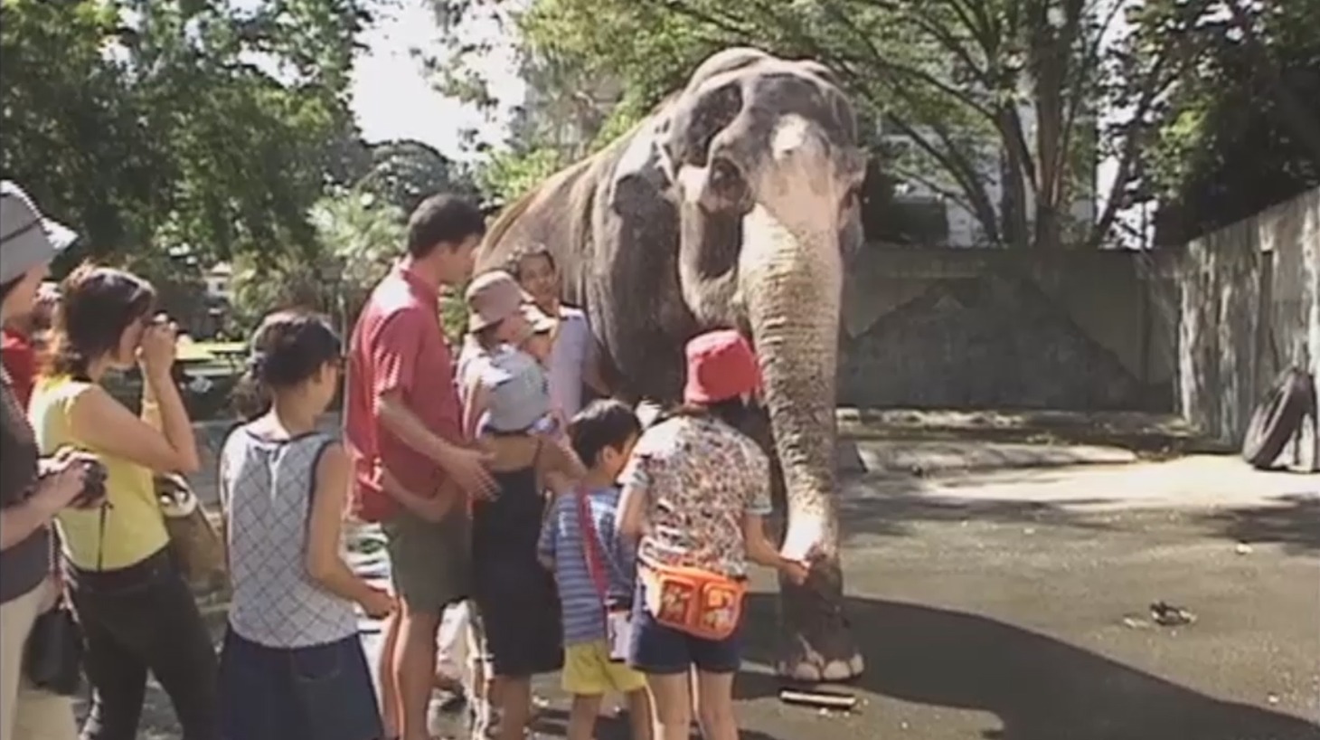 「奇跡のゾウ ゾウのはな子が星になった（仮題）」
