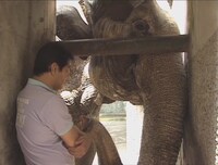 「奇跡のゾウ ゾウのはな子が星になった（仮題）」