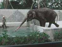 「奇跡のゾウ ゾウのはな子が星になった（仮題）」