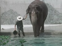 「奇跡のゾウ ゾウのはな子が星になった（仮題）」